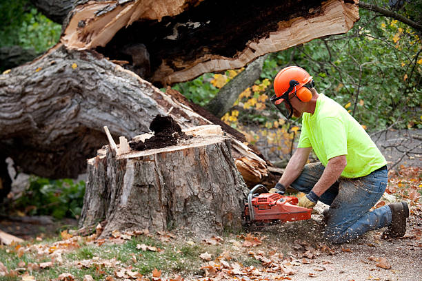 Professional Tree Service in East Hazel Crest, IL